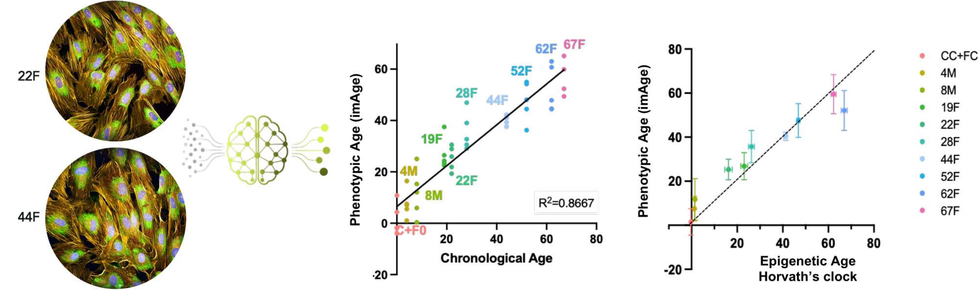 imAgeScore microscopy images and validation plots comparing cellular phenotypic age with chronological age and Horvath epigenetic age.